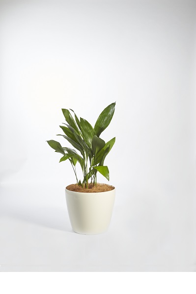 Aspidistra Elatior (Cast Iron Plant)