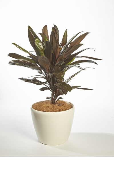 Cordyline (Cordyline Fruticosa)