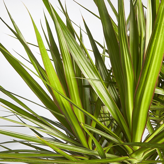 Cycad Revoluta (Japanese Sago Palm)