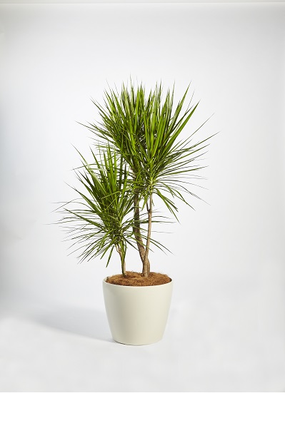 Dracaena Marginata (Dragon Tree)