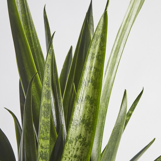 Cycad Revoluta (Japanese Sago Palm)