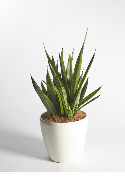 Sansevieria Blacksword