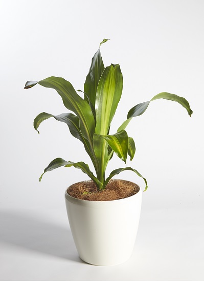 Dracaena Massangeana