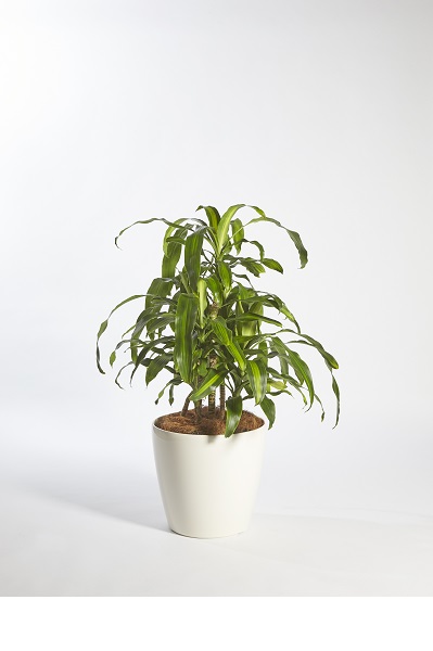 Dracaena Massangeana