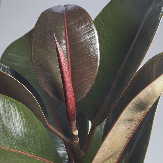 Cycad Revoluta (Japanese Sago Palm)