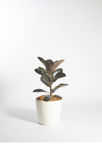 Ficus Elastica Red Rubber