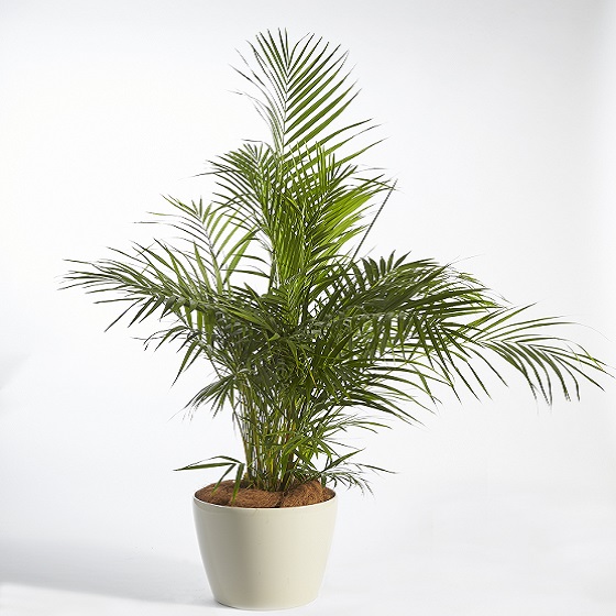 Cycad Revoluta (Japanese Sago Palm)