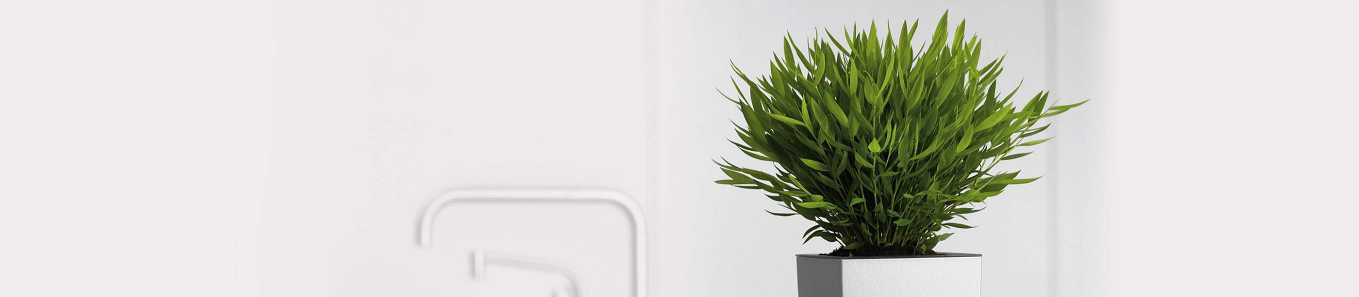 Indoor Plant Hire Perth