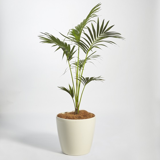 Cycad Revoluta (Japanese Sago Palm)