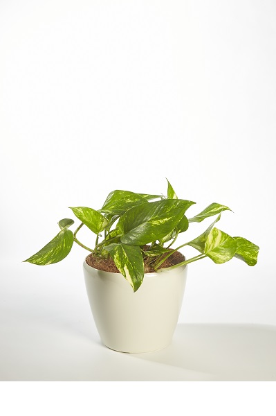 Scindapsus Aureus (Pothos)