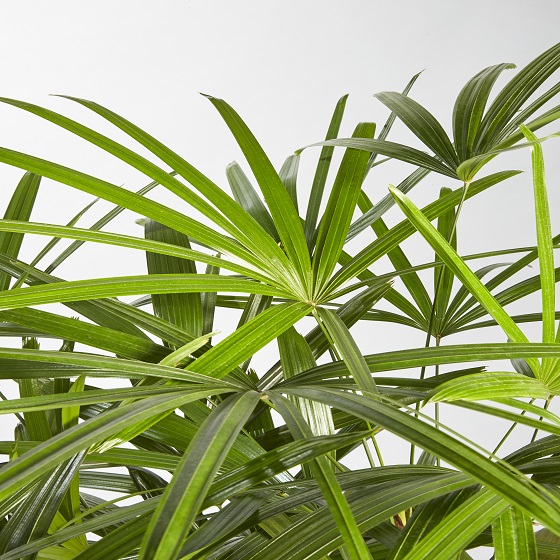 Cycad Revoluta (Japanese Sago Palm)