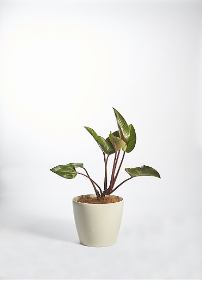 Philodendron (Rojo Congo)