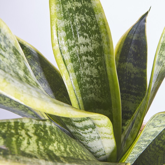 Cycad Revoluta (Japanese Sago Palm)