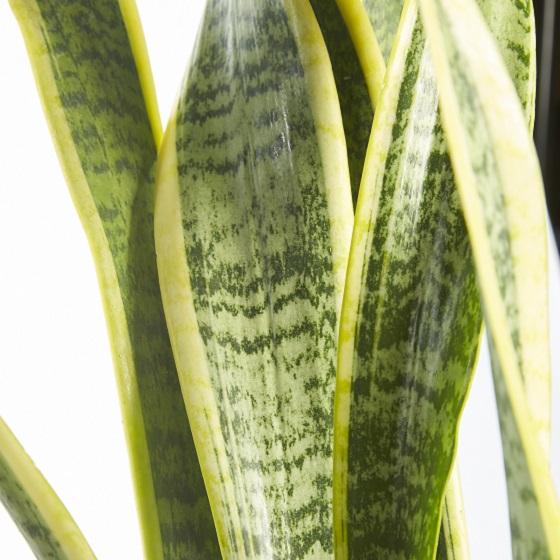 Cycad Revoluta (Japanese Sago Palm)