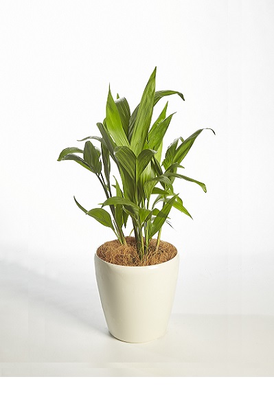Chamaedorea Seifrizii (Reed Palm)