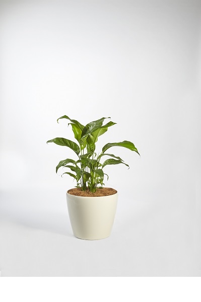 Spathiphyllum Petite (Peace Lilly)