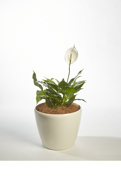 Spathiphyllum Petite (Peace Lilly)