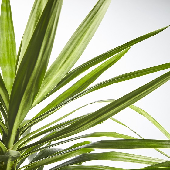 Cycad Revoluta (Japanese Sago Palm)