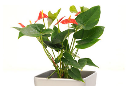 The Best, Tough Plants for the Indoors