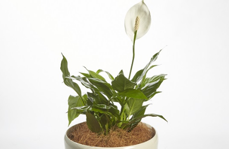 Why are your Indoor Plants Dying?