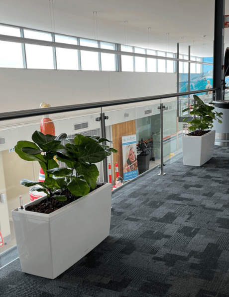Indoor Plant Hire