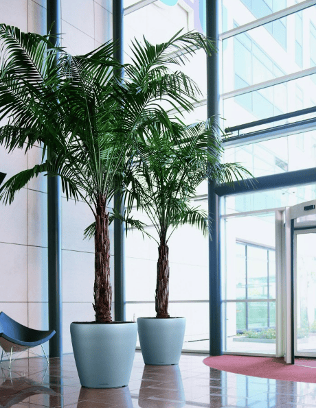 Custom Plant Design