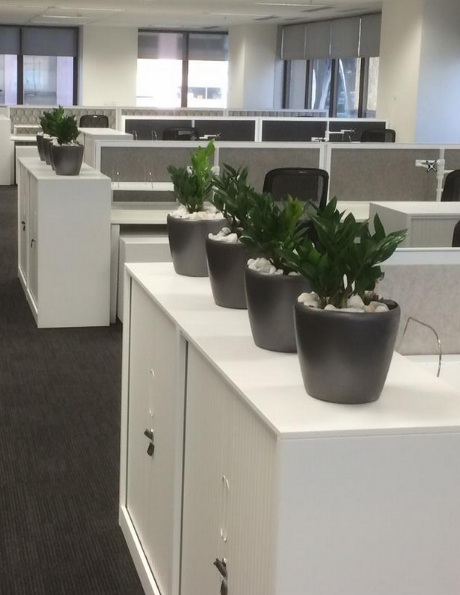 Desk Plants