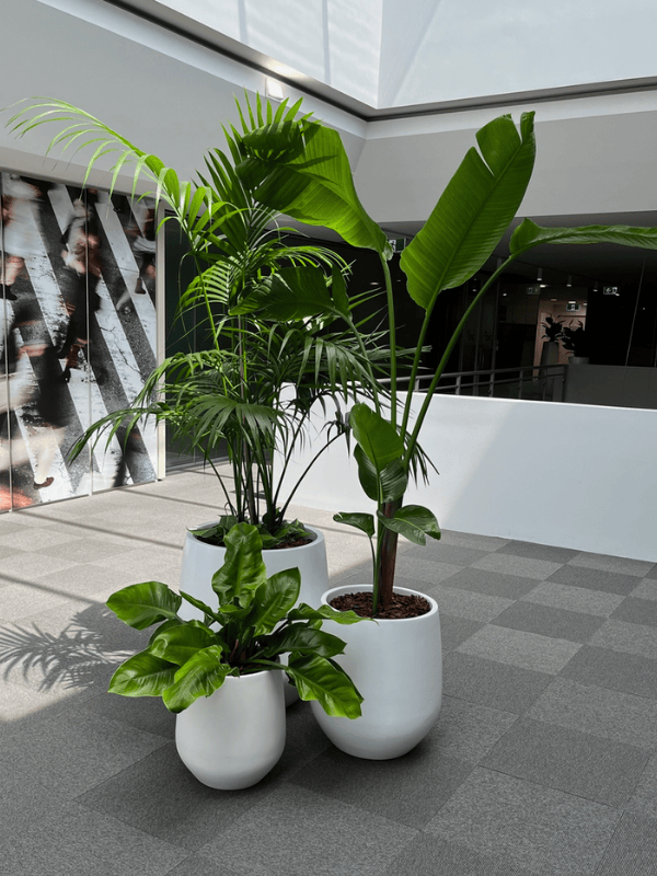 Indoor Plant Design, Installation & Maintenance