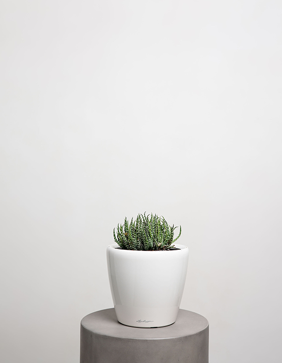 Kalanchoe Succulent