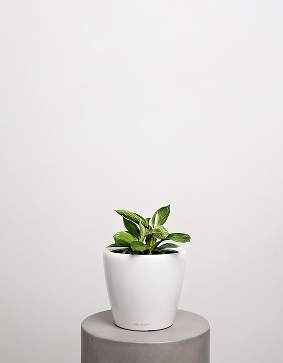 Birkin Philodendron