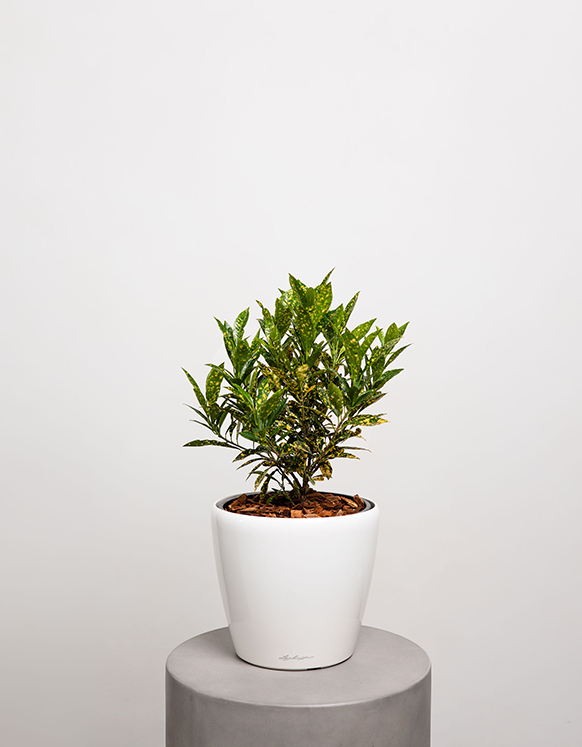 Codiaeum Variegatum