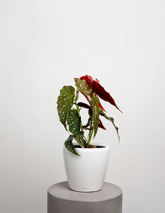 Begonia White Ice