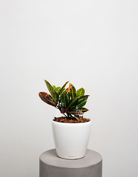 Codiaeum Variegatum (Croton)
