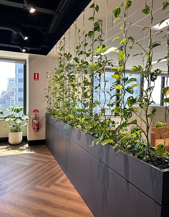 Suspended Plant Displays
