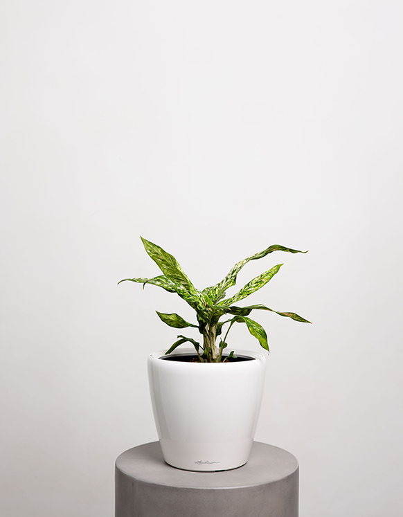 Croton