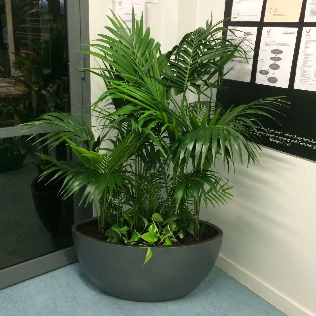 Suspended Plant Displays