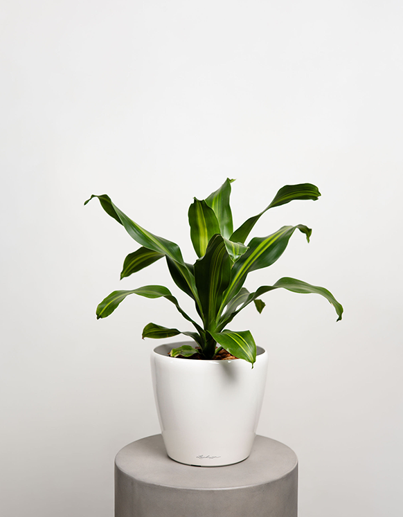 Dracena Fragrans (Corn Plant)