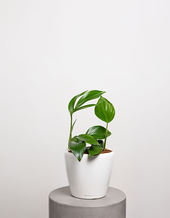 Epipremnum Pinnatum