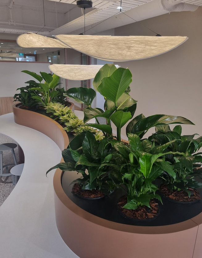 Our favourite Indoor Plant Varieties 