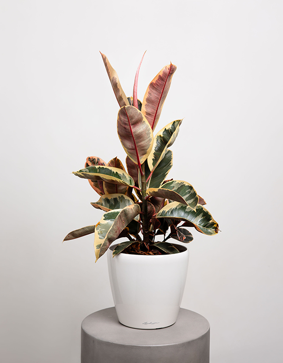 Ficus Elastica (Rubber Plant)