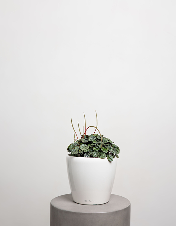 Pepperomia