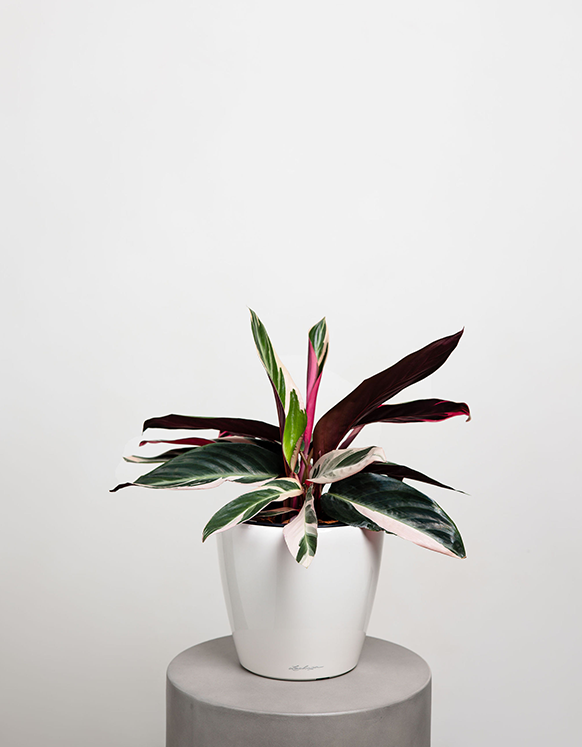Philodendron (Pink Princess)