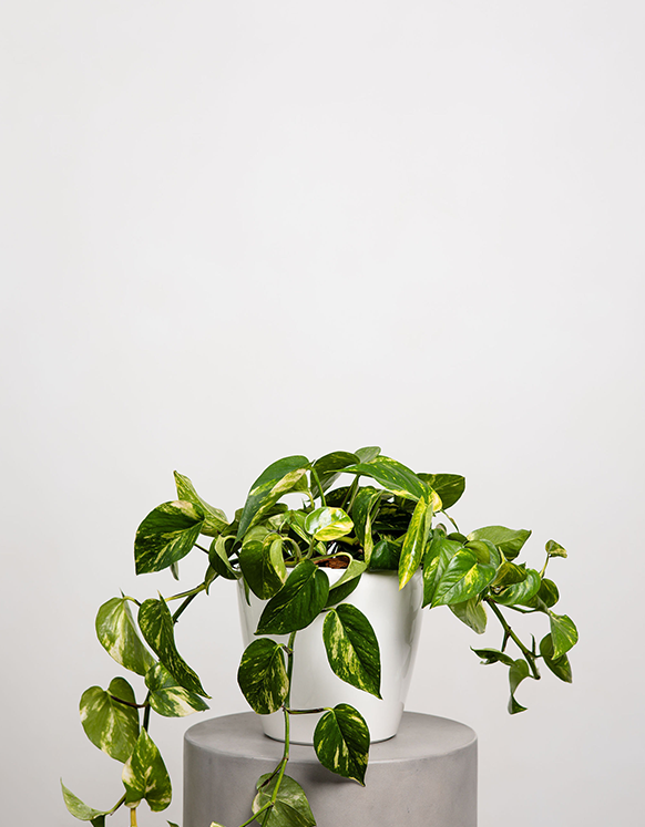 Epipremnum Aureum (Pothos)