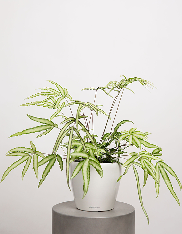 Pteris Brake Fern