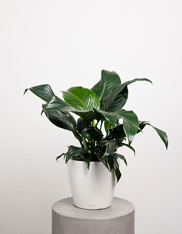 Spathiphylum (Peace Lily)