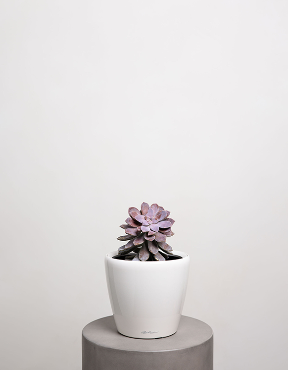 Succulent