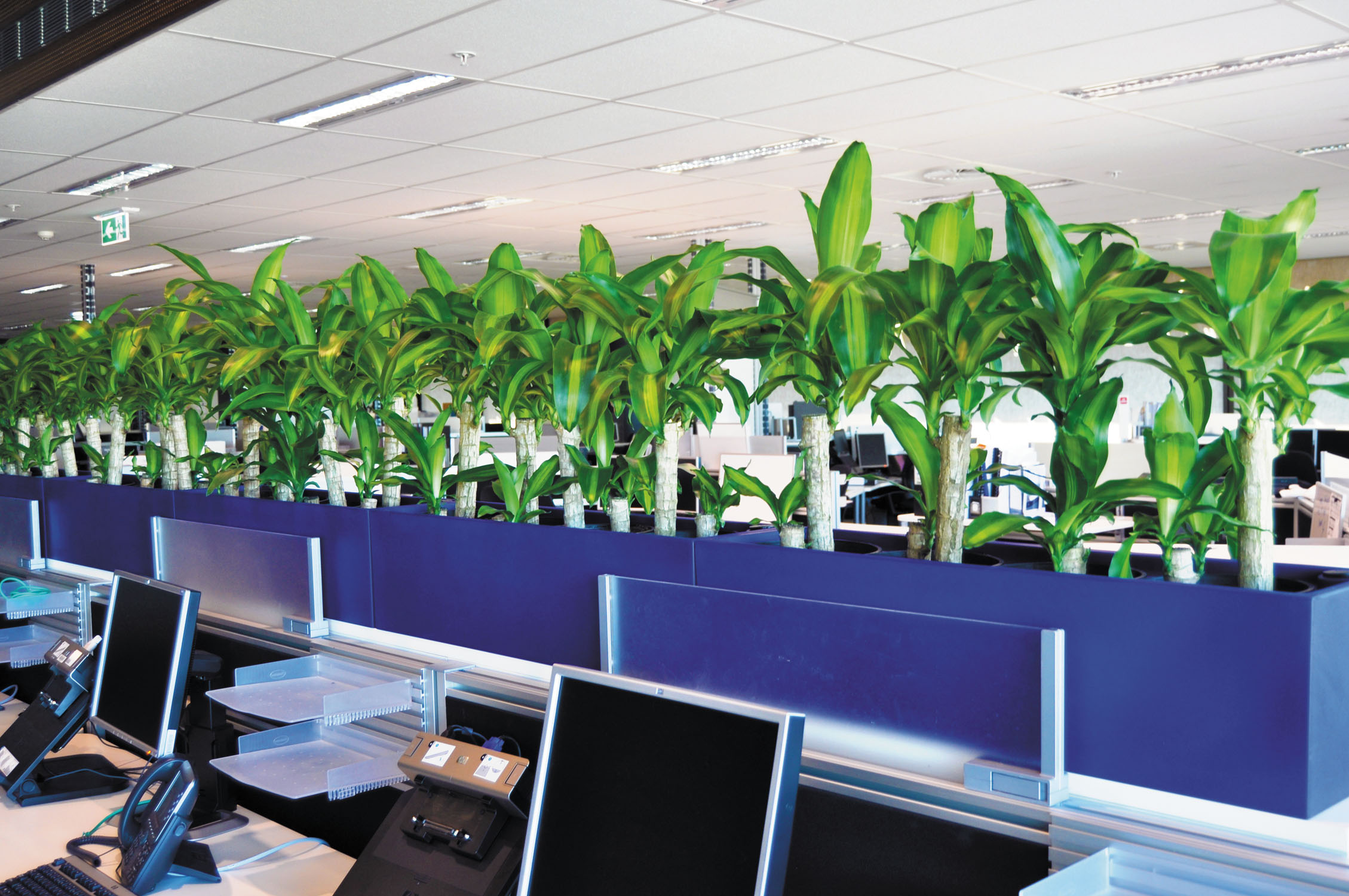 Custom Planters