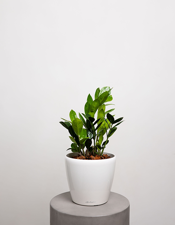 Zamioculcas Zamiifolia (ZZ Plant)