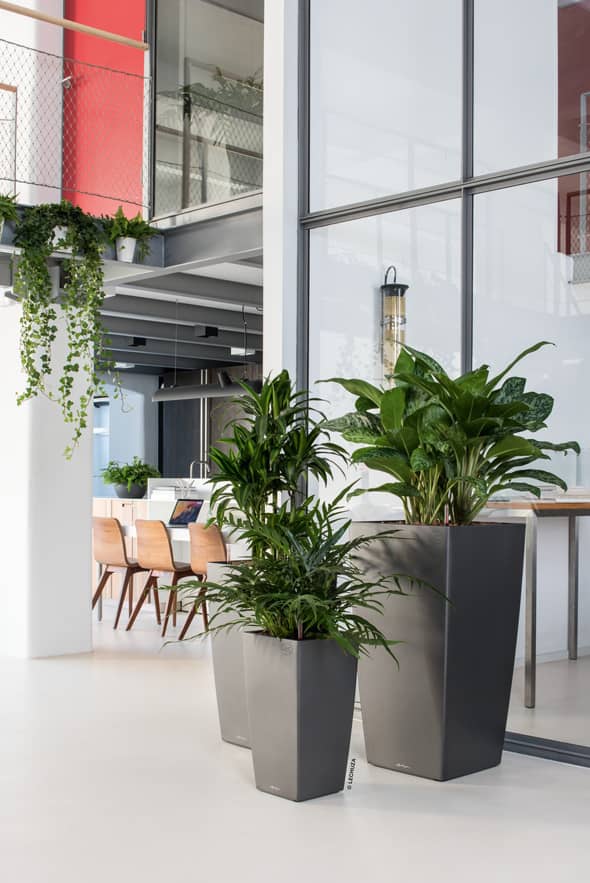 Effortless Plant care and Design 