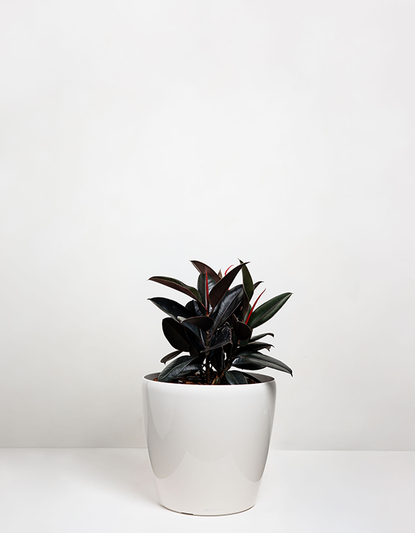 Ficus Burgendy  (Red Rubber Plant)
